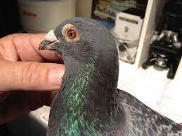 The risk of the h10n3 type spreading is considered. Bird Bird Flu Symptoms In Pigeons