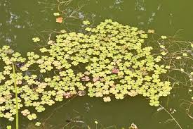 Image result for Marsileaceae