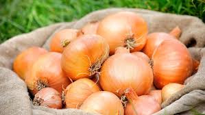 O que a cebola faz pelo seu corpo vai muito além do sabor - Estado de Minas  - Em foco
