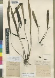 Image result for Eggelingia clavata