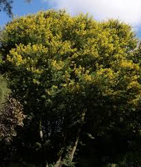 Image result for Acacia karroo