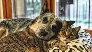 My Blue Heeler With My Cat Who Passed Away A Few Months Ago Australiancattledog