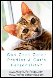 The colour grey can reflect this personality. Can Coat Color Predict A Cat S Personality Healthy Pet Peeps