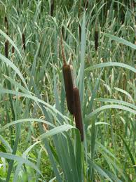 Bulrushes Exodus 2 3 And When She Could Not Longer Hide Him She Took For Him An Ark Of Bulrushes And Daubed It With Sl Trees To Plant Plant Leaves Plants