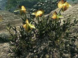Dragon Tongue Flower Oblivion Best Flower Wallpaper