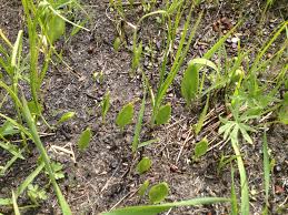 Image result for Ophioglossum thomasii