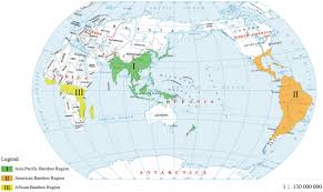 Image result for Oreobambos buchwaldii