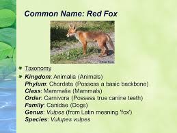 Image Result For Fox Species Fox Species Canine Tooth Species