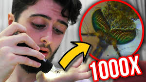 Mikroskopla Sivrisinek Baktim 1000x Youtube