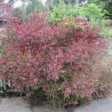 Image result for Dodonaea viscosa