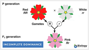In codominance both alleles are dominant which leads to both alleles being expressed to a certain point. Incomplete Dominance Definition And Examples Biology Online Dictionary