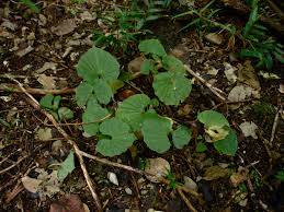 Image result for Nervilia renschiana