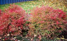 The plant looks like bamboo in its lightly branched this means that they spread slowly by underground stems to form small colonies. Compact Nandina Plants For Sale Online The Tree Center