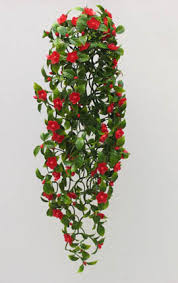 We did not find results for: Climbing Plants Direct