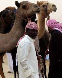 What began as a festival that focused mainly on every year in saudi arabia there is a beauty contest to select the prettiest arabian camel. Special Report Inside The Uae S Multimillion Dollar Camel Beauty Pageants The National