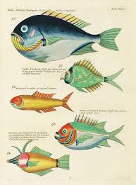 Free Public Domain Www Rawpixel Com Colourful And Surreal Illustrations Of Fishes Found In Moluccas Ind Free Illustrations Fish Illustration Fish Drawings