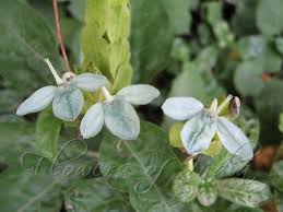 Image result for Ecbolium hastatum