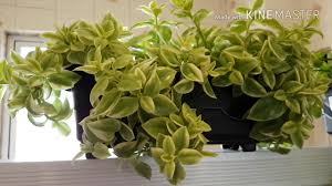 Regular no verão e escassa no inverno. As Plantas De Actinidia Devem Ser Protegidas Do Frio Tudo Sobre Jardinagem E Projeto Do Jardim 2021