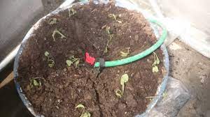 Bir yeraltı damla sulama nasıl yapılır. Ev Yapimi Sulama Sistemi Damla Sulama El Yapimi Youtube