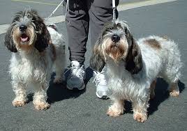 Grand Basset Griffon Vendeen Wikipedia