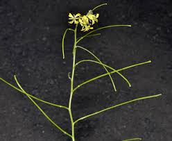 Image result for Sisymbrium burchellii