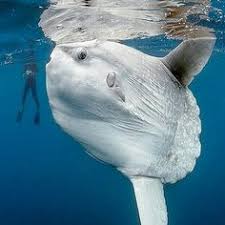 Mondfisch in seitenlage an der wasseroberfläche treibend. 7 Mondfisch Ideen Mondfisch Leben Im Meer Fische