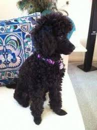 Poodles Smart Active And Proud Poodle Puppy Poodle Dog Poodle Grooming