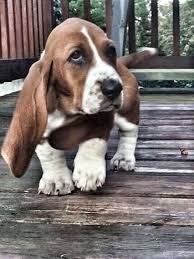 Maybe you would like to learn more about one of these? Basset Hounds In West Virginia Basset Hound Puppy Basset Puppies Hound Puppies