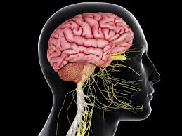 The brain and spinal cord are the central nervous system. The Central Nervous System In Your Body