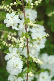 A identifier ces fleurs en ombrelles blanches tres parfumees sur des arbres assez. Farandoles De Fleurs Blanches Vive Le Printemps Gamm Vert