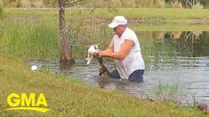 Many people are unaware that most please consider making a donation to the aspca today to aid our ongoing rescue operation in florida, and. Man Jumps Into Water Saves Dog From Alligator L Gma Youtube