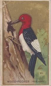 Bird With Red Triangle On Back Of Head 404 Error File Not Found Wisconsin Historical Society Bird Art Pet Birds Bird Pictures