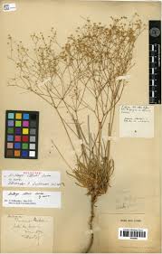 Image result for Hypertelis bowkeriana