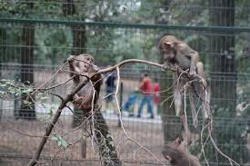 La gradina zoo gradina zoologica tirgu mures summer street no. Galleries Zoo Tirgu Mures