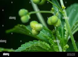 Image result for Micrococca mercurialis