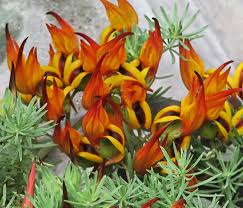 Image result for Disa satyriopsis