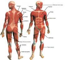 Human muscle system, the muscles of the human body that work the skeletal system, that are under voluntary control, and that are concerned with movement, posture, and balance. 13 Musculos Ideas Muscular System Human Body Human Body Systems