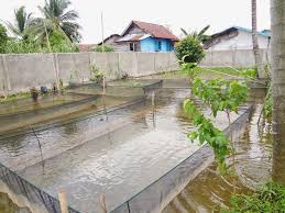 Hasil gambar untuk kualitas air kolam budidaya ikan