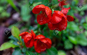 Texas scarlet flowering quince pictures. Early Spring Blooms Texas Scarlet Flowering Quince Japanese Chaenomeles Red Flowers With Raindrops On The Petals Selective Focus Blurred Green Background Stock Photo Picture And Royalty Free Image Image 146398332