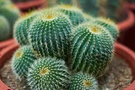 Si ves que las hojas de las suculentas. Cuidado De Cactus Y Suculentas Consejos Y Tips