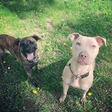 Angel of hope animal rescue. Gemini Rottweiler And Pitbull Rescue Home Facebook