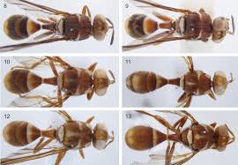 The philippines is famous for its many handcrafted goods, which can work well as presents if you want the people you're giving pasalubong to, to add a touch of pinoy heritage on their outfit. The Dacini Fruit Fly Fauna Of Sulawesi Fits Lydekker S Line But Also Supports Wallacea As A Biogeographic Region Diptera Tephritidae