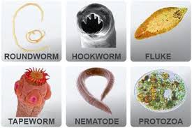 The Foolproof Way To Determine If You Have A Parasite That Doctors Don T Know About Parasite Cleanse Intestinal Parasites Parasite
