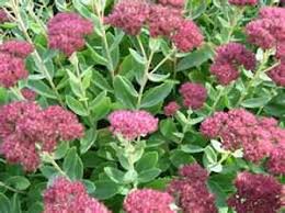 In addition to being drought resistant and. Drought Resistant Plants For Containers Enjoy Container Gardening