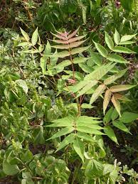 Annual & perennial grasses, such as crabgrass, foxtails, goosegrass, sandbur, bermudagrass suppression. Woody Perennial Weeds
