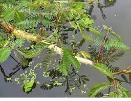 Image result for Neptunia oleracea