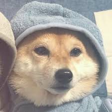 Matching Icons In 2020 Dog Icon Animal Icon Cat Icon
