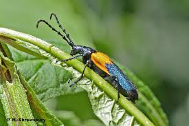Very variable, but usually bright yellow elytra (wing cases) with 4 black bands or broken bands of spots. Admire But Do Not Eat Elderberry Borer Desmocerus Palliatus Bug Of The Week