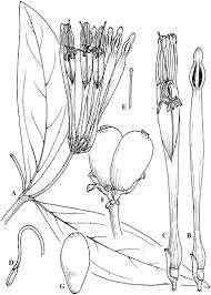 Image result for Agelanthus krausei