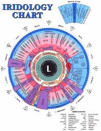 Pin by Laurel Sobol ~Organic Lifestyl on Reflexology | Iridology chart,  Iridology, Naturopathy